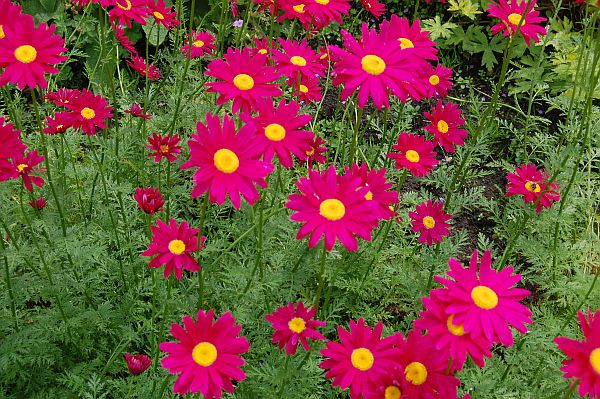 image Tanacetum Coccineum Robinsons red (1080)
